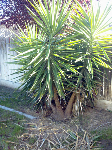 Luis Gardening