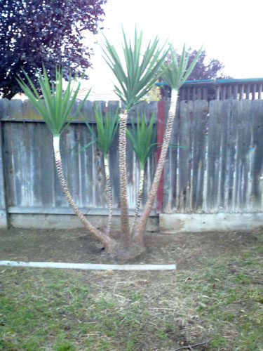 Luis Gardening
