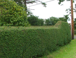 Hedge Trimming