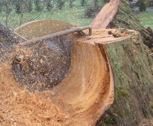 Stump Grinding & Removal