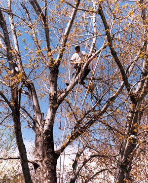 Tree Pruning